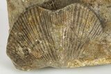 Fossil Brachiopod (Cyrtospirifer) - Russia #322159-1